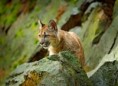 /album/quinto-xii-region/h-387-puma-shutt-1123262027-jpg1/
